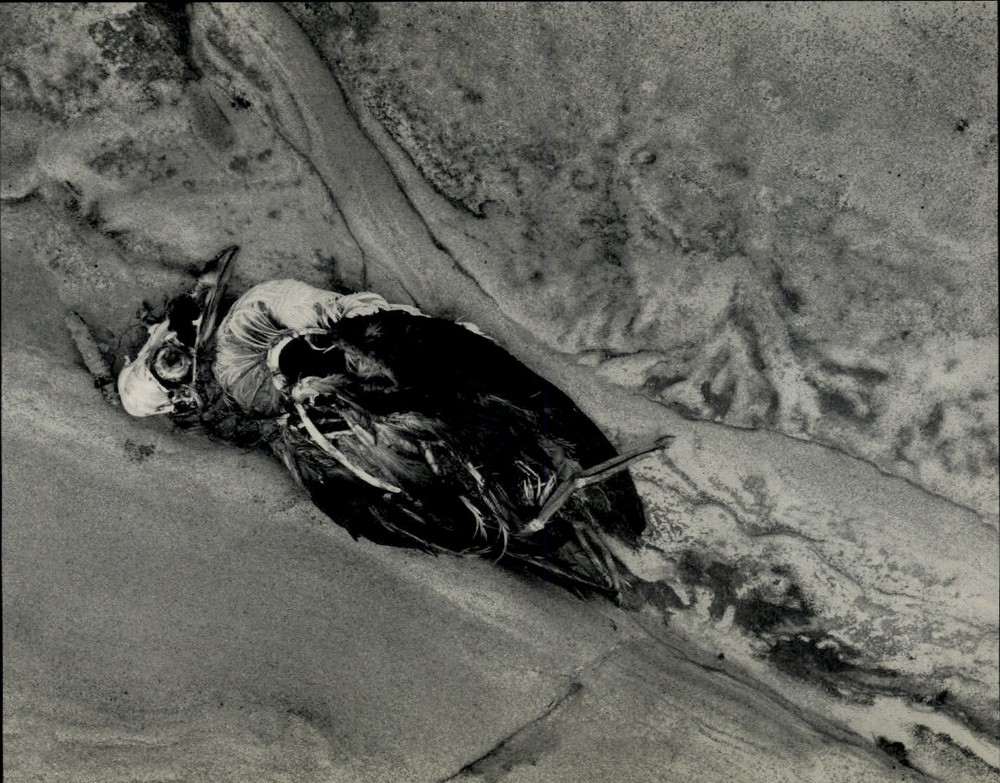 1942 1968 Original Edward Weston Dead Shore Bird & Rock Art Photo Gravure