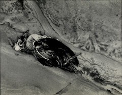 1942 1968 Original Edward Weston Dead Shore Bird & Rock Art Photo Gravure