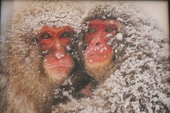 Stunning Photograph Two Japanese Macaques SNOW MONKEYS Framed 9×11 Wall Art