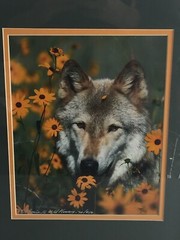 Wolf Wildlife Photograph Signed 70/950 Framed Nature Art Print Flowers USA