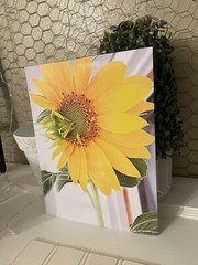 Sunflower of the Day #1- landscape photograph 8.5×11