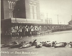 SEAL BEACH Sea Lions SEALS Photo Print 1602 11″ x 14″