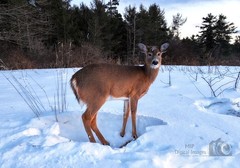 Digital Image Picture Photo Wallpaper Background Desktop Art Deer Catskills NY