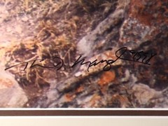 Thomas Mangelsen «Mother’s Love Mountain Lions» Out of Print, Original Signed