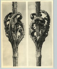 1942 Original BOTANICAL PLANT Cutleaf Teasel II Flower Photo Art KARL BLOSSFELDT