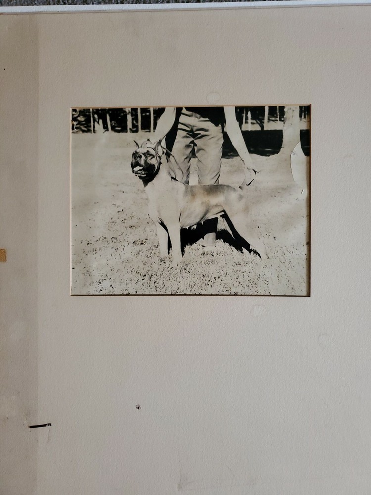 DOG PORTRAIT LARGE ORIGINAL SIGNED ART PHOTO B&W STETTNER VTG MATTE NJ CAMERA