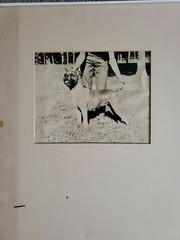 DOG PORTRAIT LARGE ORIGINAL SIGNED ART PHOTO B&W STETTNER VTG MATTE NJ CAMERA