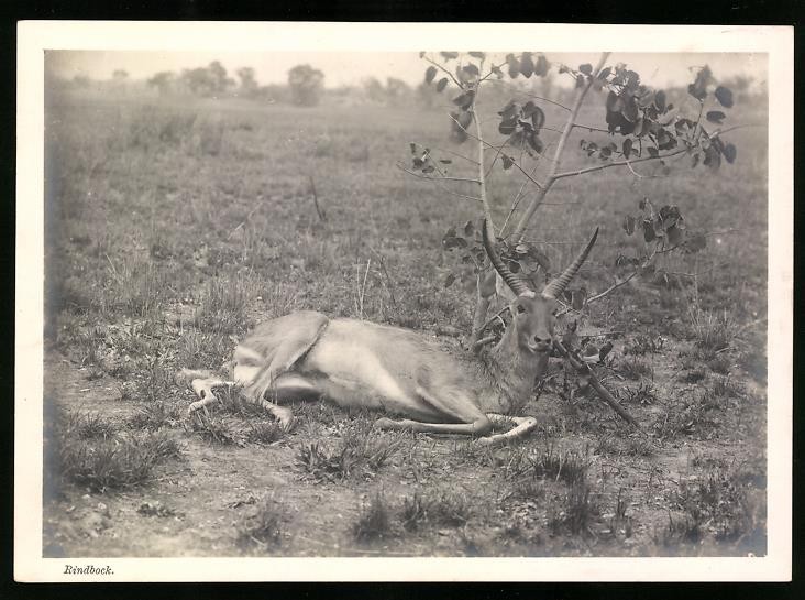Photograph German South West Africa DSWA, Beef Resting