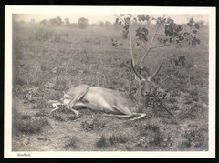 Photograph German South West Africa DSWA, Beef Resting