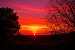 Red Sunset On Forest Wall Art Digital Image AI Photo Background Wallpaper