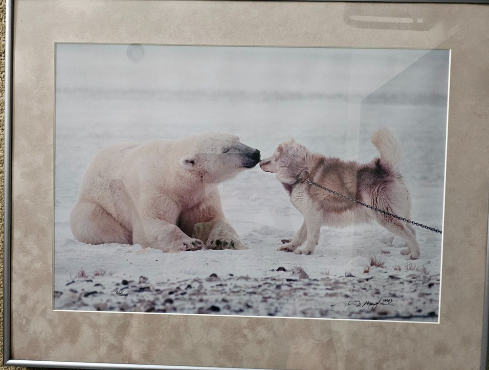 Thomas D. Mangelsen’s Polar Kiss, framed and signed 832 of 2000