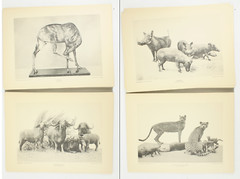 1927 Carl Akeley Photo Set Field Museum Natural History IL Taxidermy & Sculpture