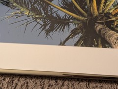 Vintage 1994 Robin L White Signed Palm Tree Tropical 23½»x10⅞»Framed Photo