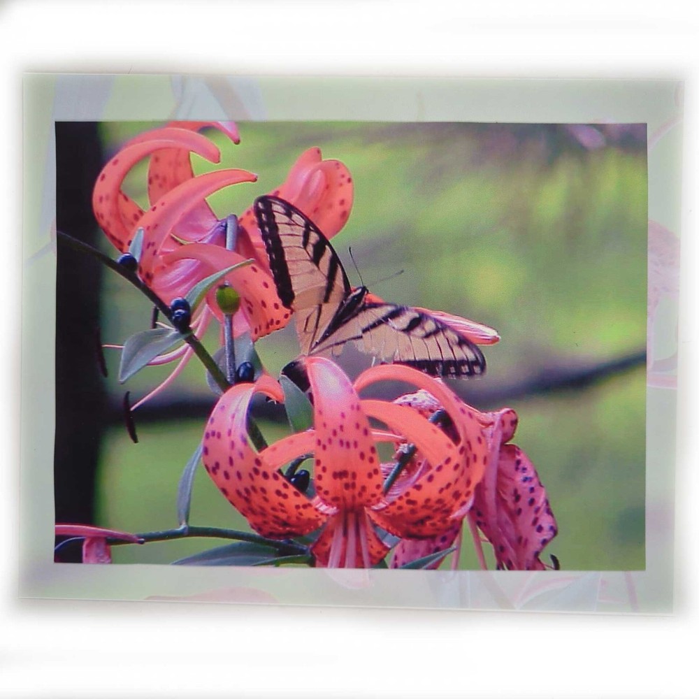 Eastern Tiger Swallowtail Butterfly Mounted 8 x 10 Color Photo by Shirley Strom