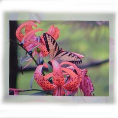 Eastern Tiger Swallowtail Butterfly Mounted 8 x 10 Color Photo by Shirley Strom