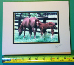🔥TED COOPER🔥 Original Wildlife Photograph Horses Mare & Colt SIGNED AND MATTED