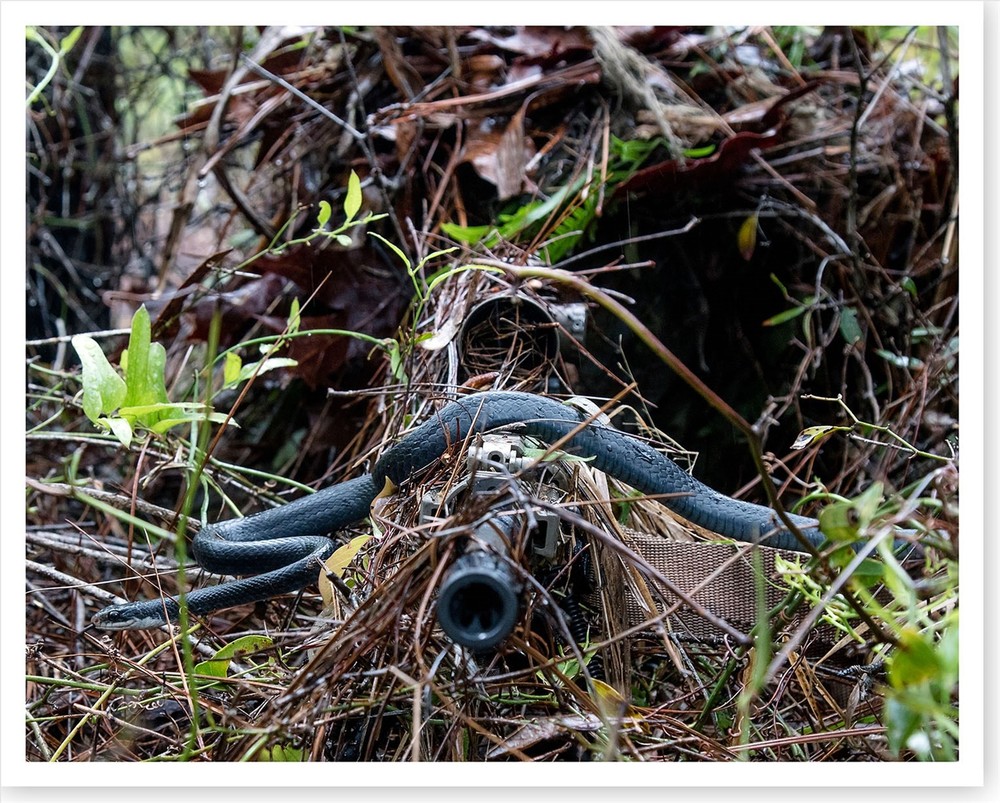 Snake Slithers Across Sniper Rifle Barrel US Army Silver Halide Photo