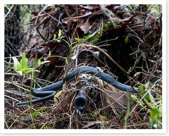 Snake Slithers Across Sniper Rifle Barrel US Army Silver Halide Photo