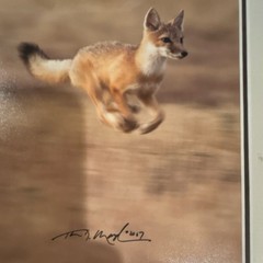 Thomas Mangelsen “Like the Wind – Swift Fox” signed framed color photo