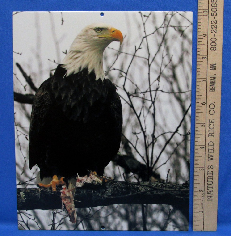 Mark Lewer Photography Picture Bald Eagle Printed on Metal Wall Decor Nature