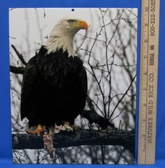 Mark Lewer Photography Picture Bald Eagle Printed on Metal Wall Decor Nature