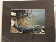 Alligator Photograph 5×7 Matted To 8×10. Original Art Photo