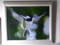 Magnificent Flying Bird Portraits. One Of A Kind Anywhere In The World.