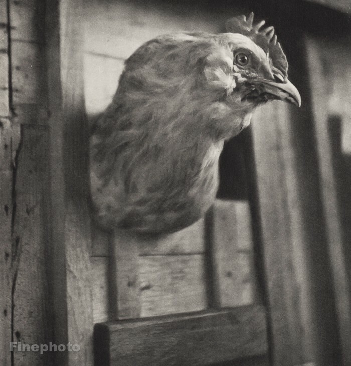 1947 Chicken Rooster Cock Bird Farm Fair Livestock Vintage Photo Gravure 11×14