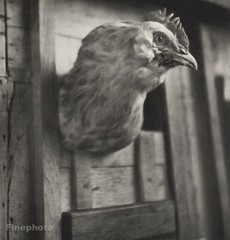1947 Chicken Rooster Cock Bird Farm Fair Livestock Vintage Photo Gravure 11×14