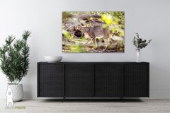 Bobcat Photography Prints, Wildlife Art, Nature Décor, Animal Lover Gifts