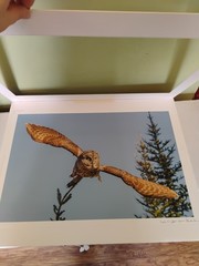 Christian Dalbec Take Flight Signed Owl Wildlife Photograph 2013 Color
