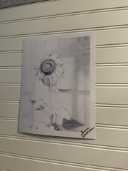 Sunflower #11 – landscape photograph 8.5×11