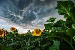 Country Wall Decor Art Print of Sunflowers Under Storm Clouds in Kansas