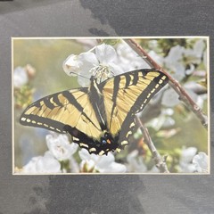 Butterfly on Flowers Nature Art Photograph 8×10 Matted Landscape Wildlife