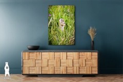 Ground Squirrel – Wildlife Fine Art Photography Prints