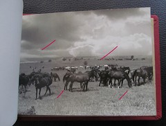 Bulgaria? 1958 15 Photos Equestrian Horse Stud Breeding Racing Jockey