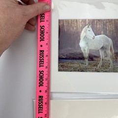 White Horse Pictures (Lot of 2) Animals Outdoors Photos