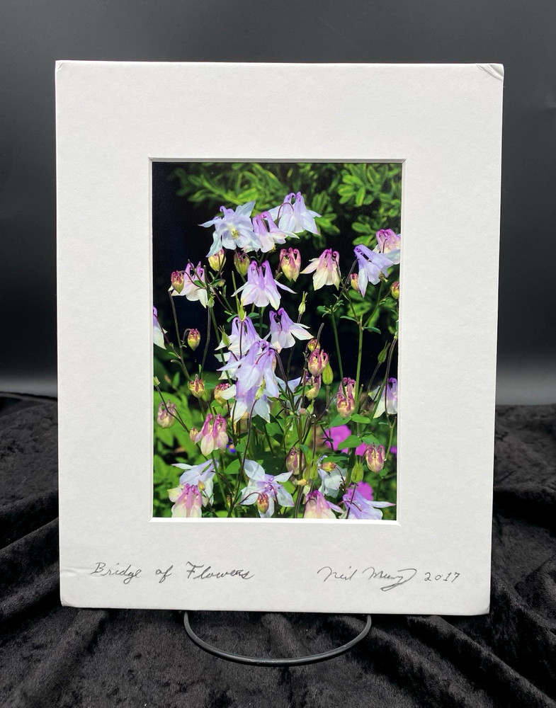 Original Photo Purple Columbine Flowers (Aquilegia), Signed & Matted, 8″ x 10″