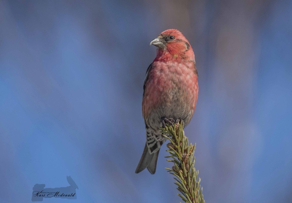 Wildlife Photograph White-winged Crosbill on Pine Branch Landscape Art