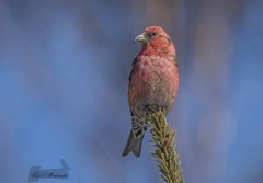 Wildlife Photograph White-winged Crosbill on Pine Branch Landscape Art
