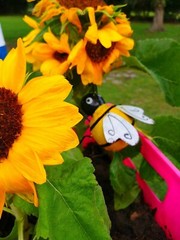 Photography sunflowers bumblebee aesthetic yellow vibrant beautiful colorful zen