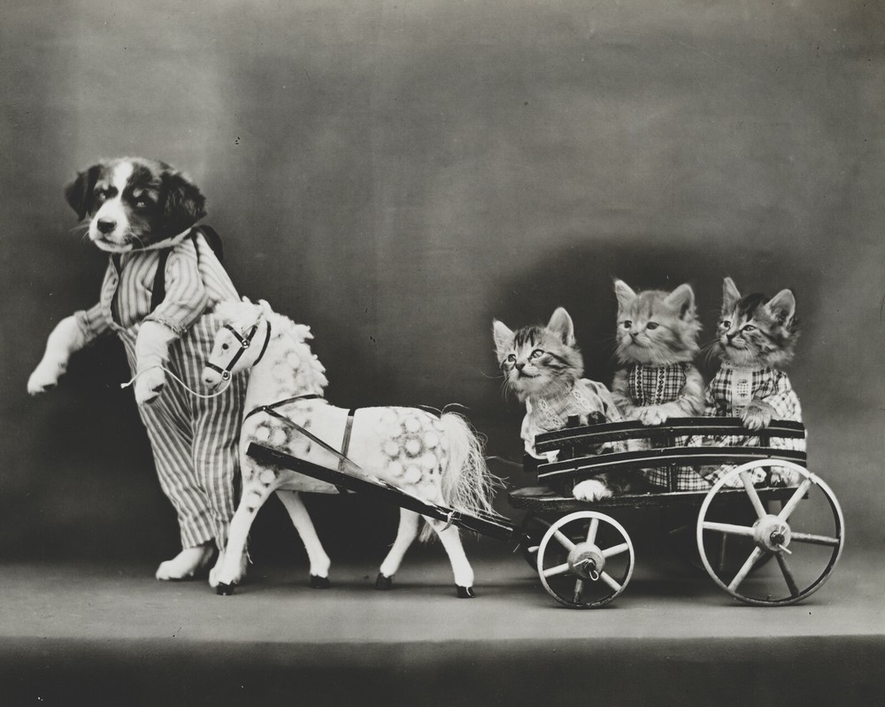 cat kitten kitty art print Harry Whittier Frees 8×10 vintage photo picture #28