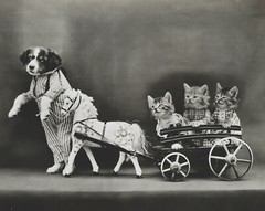 cat kitten kitty art print Harry Whittier Frees 8×10 vintage photo picture #28