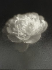 Jim Fitzgerald Untitled Photo Flower Signed Photograph Carbon Transfer