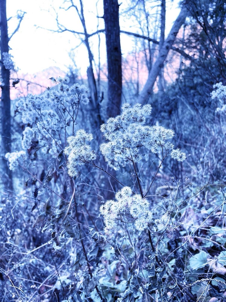 Blue Wintery Plant 5×7 Digital Art Photography Giclee Print Winter Dreamy