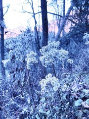 Blue Wintery Plant 8×10 Digital Art Photography Giclee Print Winter Dreamy