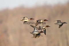 Green Winged Teal Photo, Pick One Image – Various Sizes