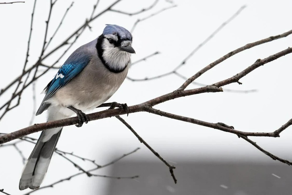 Digital Image Picture Photo Pic Wallpaper Background Blue Bird on Branch Snow 1