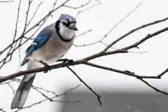 Digital Image Picture Photo Pic Wallpaper Background Blue Bird on Branch Snow 1