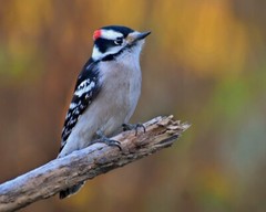 Art Photograph 8×10 Male Downy Woodpecker Bird Artist Signed